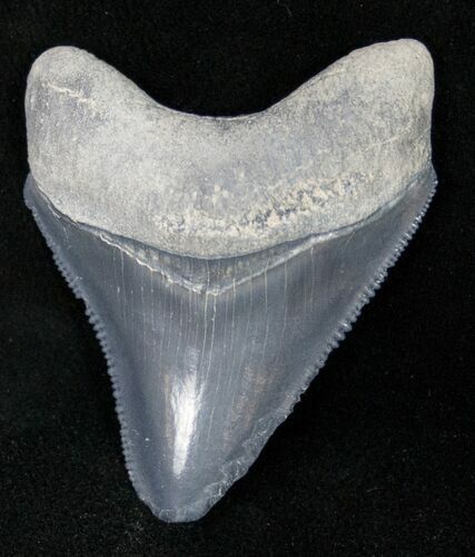 Grey, Serrated Bone Valley Megalodon Tooth #12294